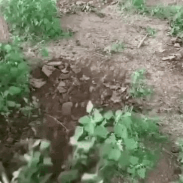 5 Teeth Carbon Steel Garden Weeding